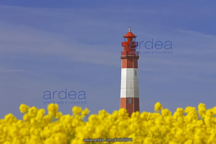 : Lighthouse Fluegge, Flagge and flowering rape field on Fehma : Lighthouse Fluegge, Flagge and flowering rape field on Fehma