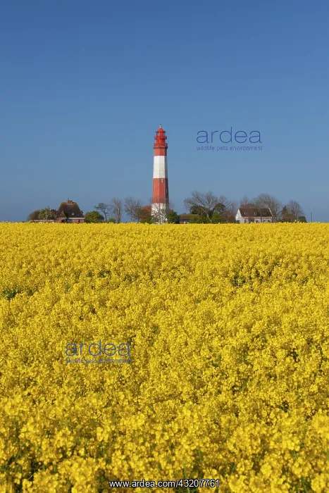 : Lighthouse Fluegge in flowering rape field - island : Lighthouse Fluegge in flowering rape field - island