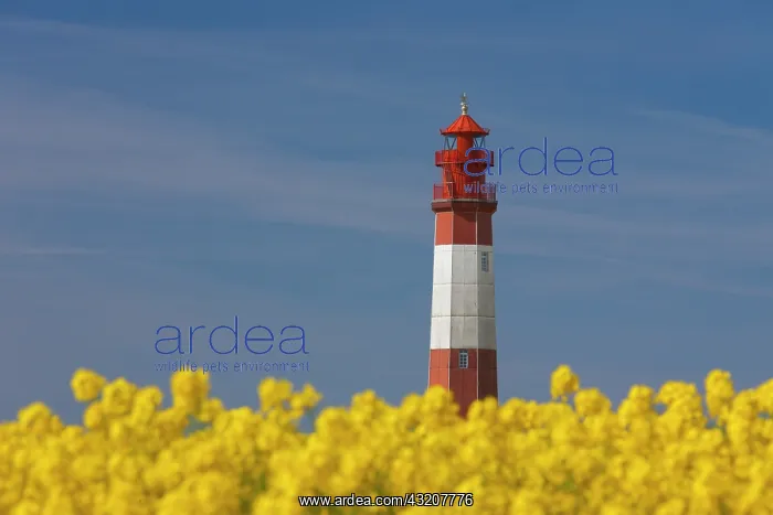 : Lighthouse Fluegge in flowering rape field - island : Lighthouse Fluegge in flowering rape field - island