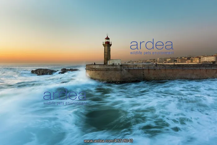 : Lighthouse Foz do Douro, Grande Porto, Norte, Portugal : Lighthouse Foz do Douro, Grande Porto, Norte, Portugal
