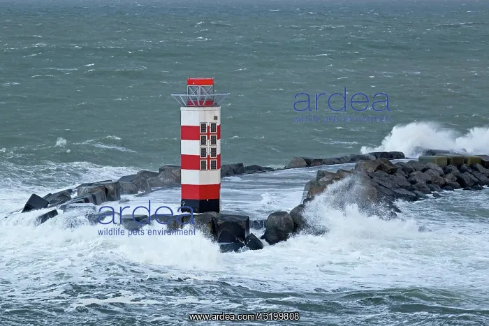 : Lighthouse in the harbour entrance, Ijmuiden, Netherlands : Lighthouse in the harbour entrance, Ijmuiden, Netherlands