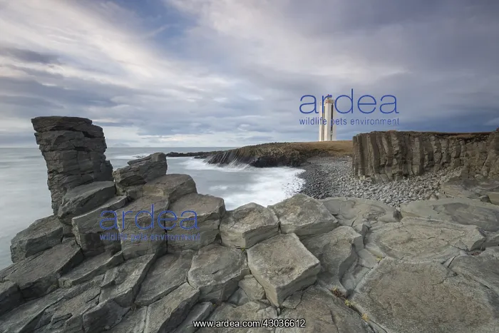 : Lighthouse Kalfshamarsvik with basalt rocks - Peninsula : Lighthouse Kalfshamarsvik with basalt rocks - Peninsula