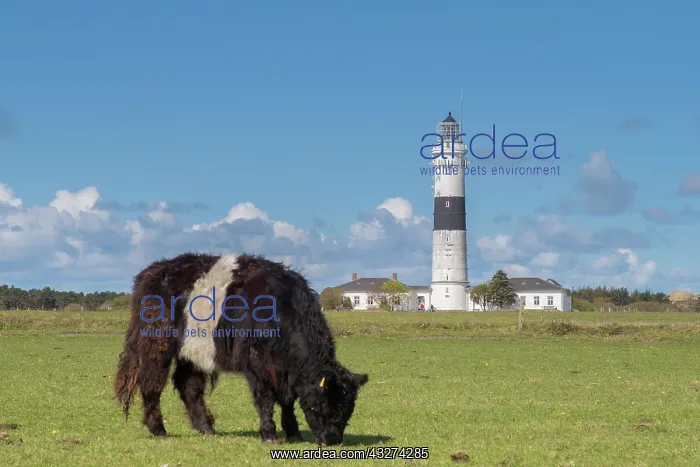 : Lighthouse Kampen at island of Sylt - North Frisia : Lighthouse Kampen at island of Sylt - North Frisia
