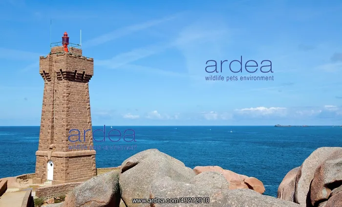 : Lighthouse Le-Phare-de-Men-Ruz Ploumanach, Cotes : Lighthouse Le-Phare-de-Men-Ruz Ploumanach, Cotes