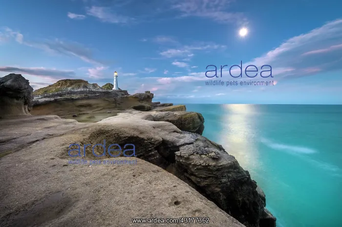 : Lighthouse at full moon on the cliffs of lava rock : Lighthouse at full moon on the cliffs of lava rock