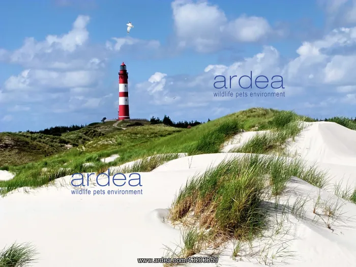 : Lighthouse and sand dunes, island of Amrum, Schleswig-Holste : Lighthouse and sand dunes, island of Amrum, Schleswig-Holste