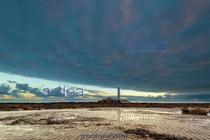 : Lighthouse, St. Mary's Lighthouse at low tide with : Lighthouse, St. Mary's Lighthouse at low tide with