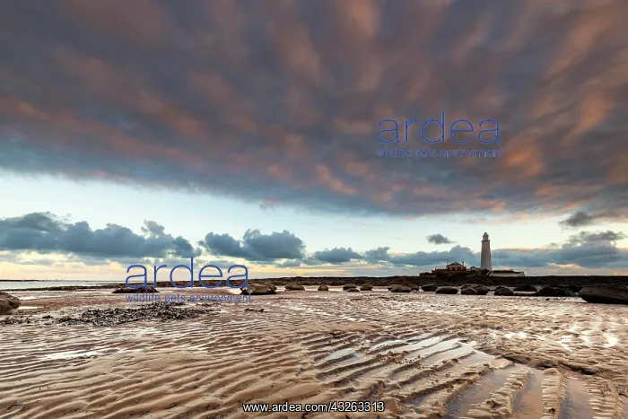 : Lighthouse, St. Mary's Lighthouse at low tide with : Lighthouse, St. Mary's Lighthouse at low tide with