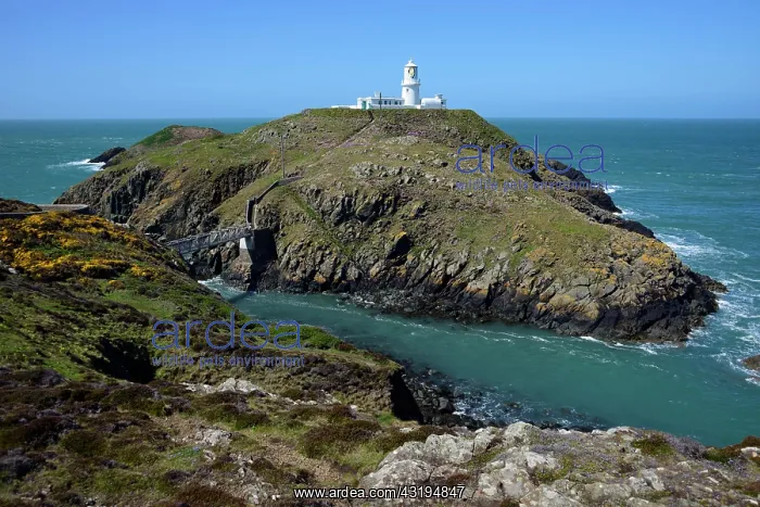 : Lighthouse, Strumble Head, Wales, United Kingdom : Lighthouse, Strumble Head, Wales, United Kingdom