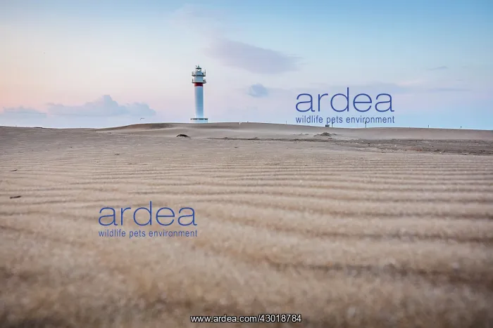 : Lighthouse at sunrise with dunes : Lighthouse at sunrise with dunes