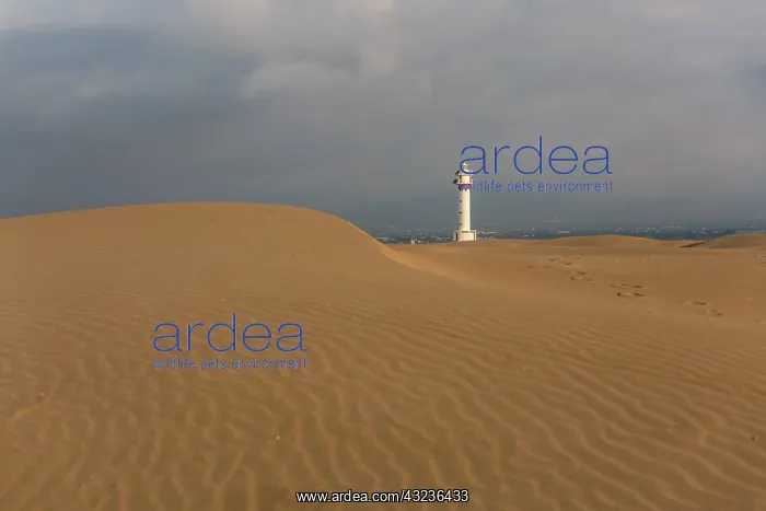 : Lighthouse at sunrise with the dunes : Lighthouse at sunrise with the dunes