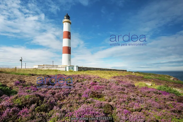 : Lighthouse of Tarbat Ness, Wilkhaven, near Portmahomack : Lighthouse of Tarbat Ness, Wilkhaven, near Portmahomack