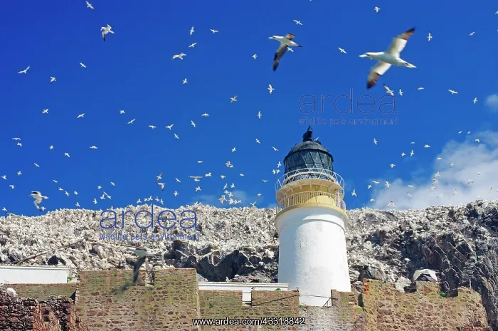 : Lighthouse, walls and cliffs, blue sky with countless : Lighthouse, walls and cliffs, blue sky with countless