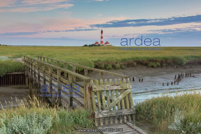 : Lighthouse Westerhever with a bridge in the salt : Lighthouse Westerhever with a bridge in the salt