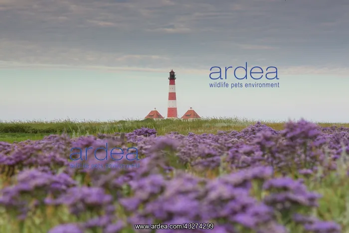 : Lighthouse Westerhever with flowering Sea-lavender : Lighthouse Westerhever with flowering Sea-lavender