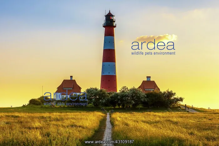 : Lighthouse Westerheversand, Westerhever, North Friesland : Lighthouse Westerheversand, Westerhever, North Friesland