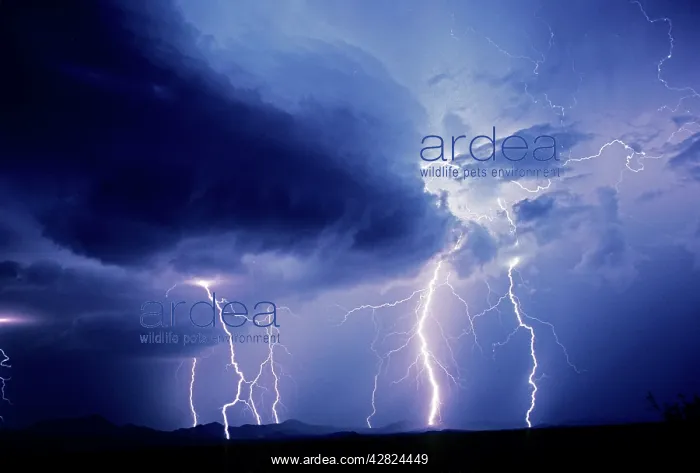 : Lightning. Sonoran Desert - Arizona - USA : Lightning. Sonoran Desert - Arizona - USA