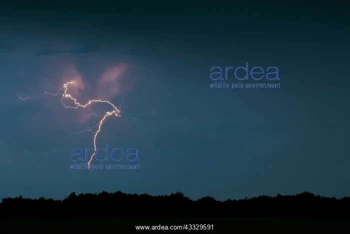 : Lightning bolt over a forest skyline by night : Lightning bolt over a forest skyline by night