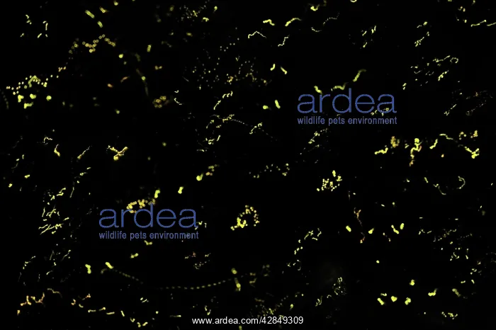 : lightning bugs / fireflies at night - Tanjung Puting : lightning bugs / fireflies at night - Tanjung Puting