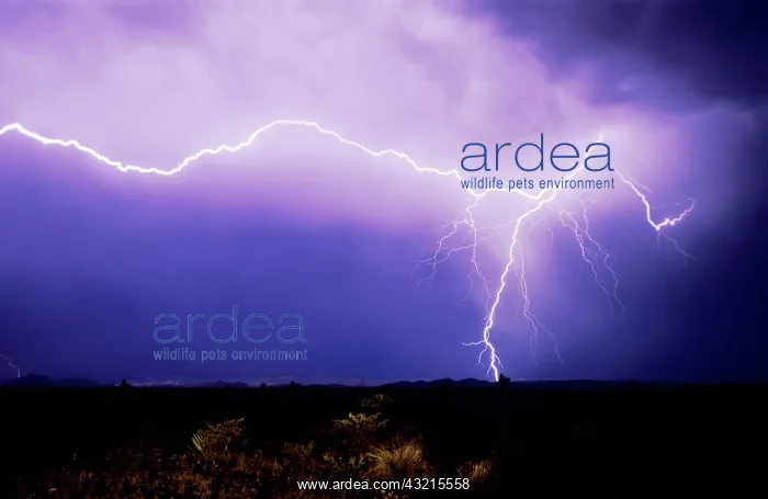 : Lightning strike over desert, Big Bend National : Lightning strike over desert, Big Bend National