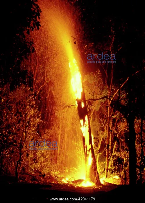 : Lightning strike - tree becomes a torch. Murganella : Lightning strike - tree becomes a torch. Murganella