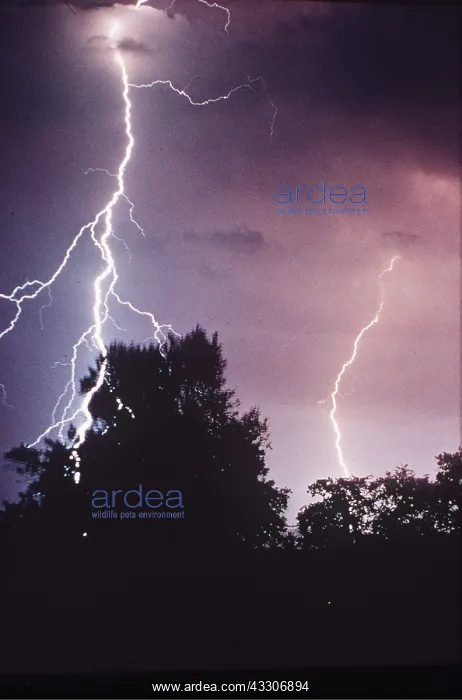 : LIGHTNING - striking trees : LIGHTNING - striking trees