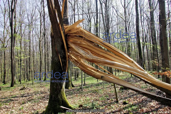 : Lightning strkie on Beech tree in forest in the Vosges : Lightning strkie on Beech tree in forest in the Vosges