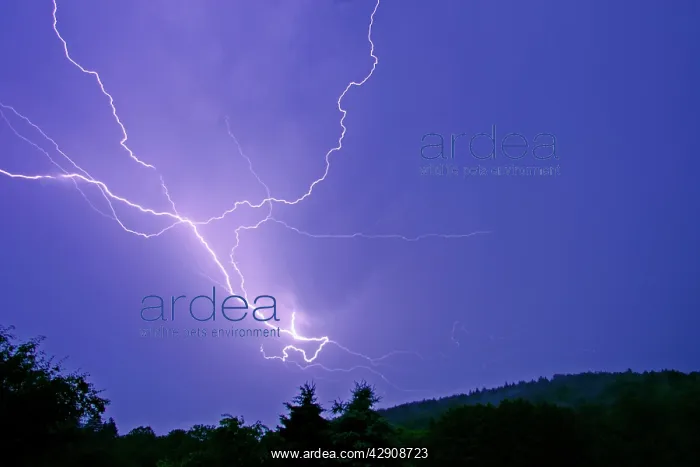 : Lightning and thunder clouds - over woodland at night : Lightning and thunder clouds - over woodland at night