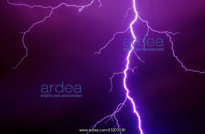 : Lightning during a thunderstorm, Enger, North Rhine-Westphal : Lightning during a thunderstorm, Enger, North Rhine-Westphal