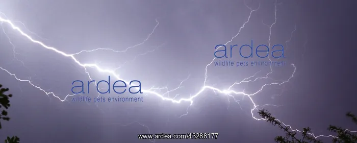 : Lightning: time exposure. Multiple cloud to ground : Lightning: time exposure. Multiple cloud to ground