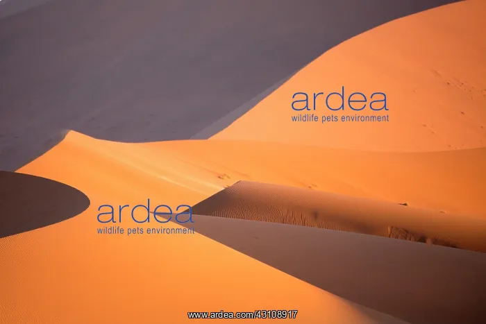 : Lights and curves on the giant dunes of the Namib : Lights and curves on the giant dunes of the Namib