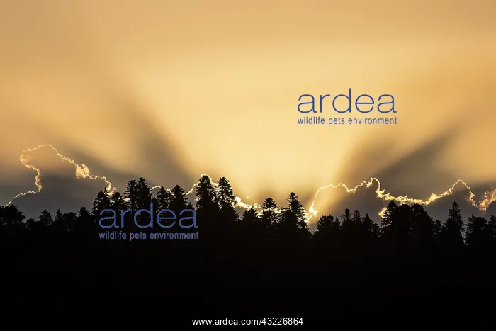 : Lights on the forest at sunset in summer, around : Lights on the forest at sunset in summer, around