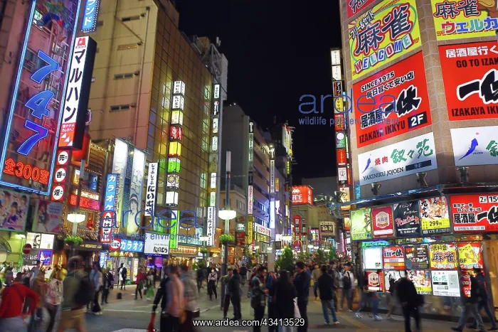 : Lights and illuminated signs of Kabukicho in Shinjuku, Tokyo : Lights and illuminated signs of Kabukicho in Shinjuku, Tokyo
