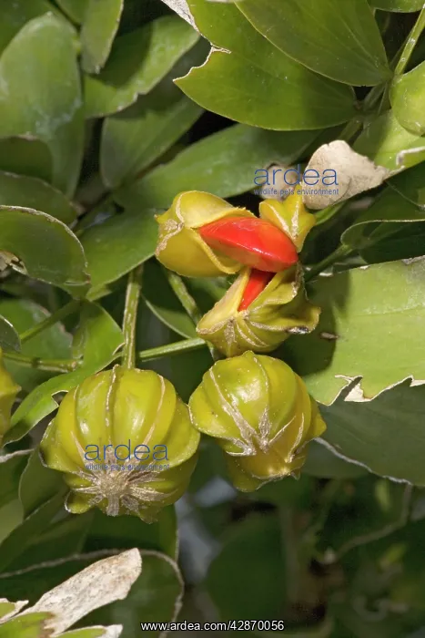 : Lignum-vitae / Holy wood - produces one of the : Lignum-vitae / Holy wood - produces one of the
