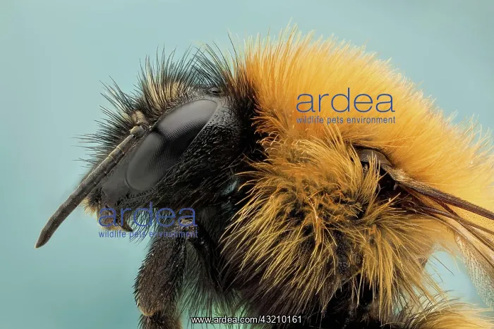 : Like their relatives the honey bees, bumble bees : Like their relatives the honey bees, bumble bees