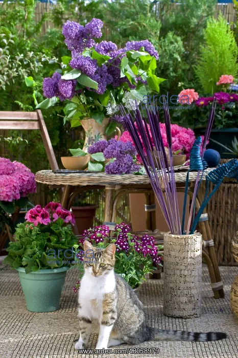 : Lilac bouquet and cat on a flowered garden terrace : Lilac bouquet and cat on a flowered garden terrace