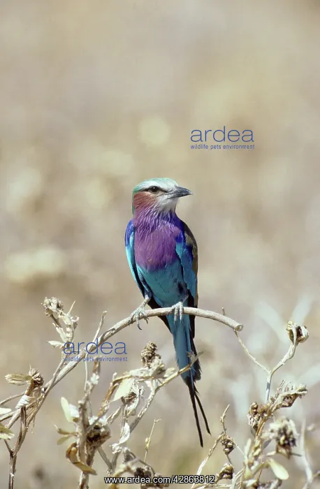 : Lilac-breasted Roller : Lilac-breasted Roller