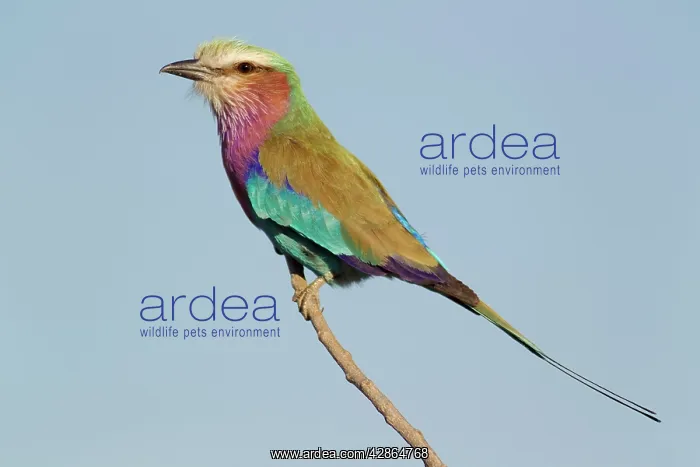 : Lilac-breasted Roller : Lilac-breasted Roller