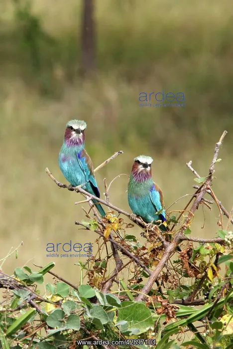 : Lilac-breasted Roller : Lilac-breasted Roller