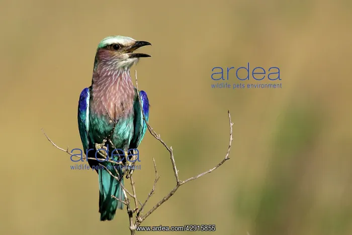  : Lilac-breasted Roller