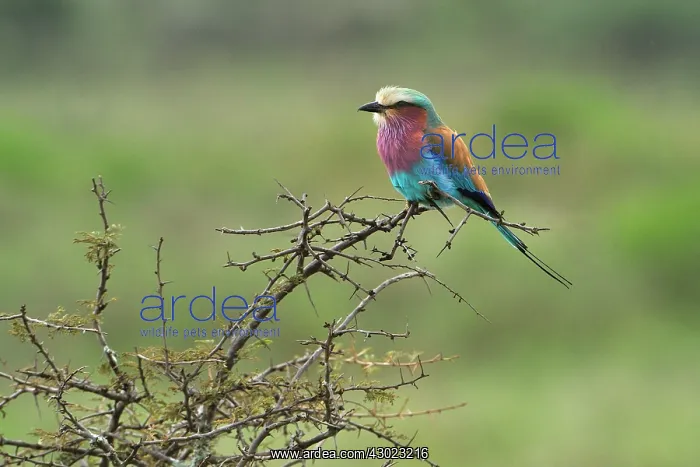 : Lilac-Breasted Roller : Lilac-Breasted Roller