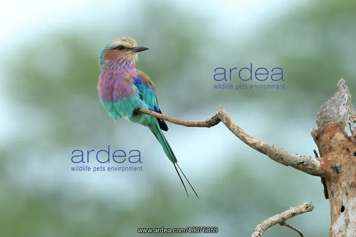 : Lilac-breasted Roller : Lilac-breasted Roller