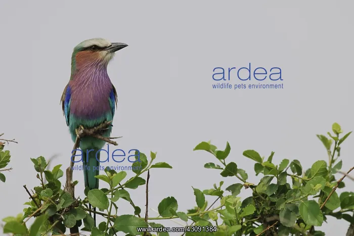 : Lilac-breasted Roller : Lilac-breasted Roller