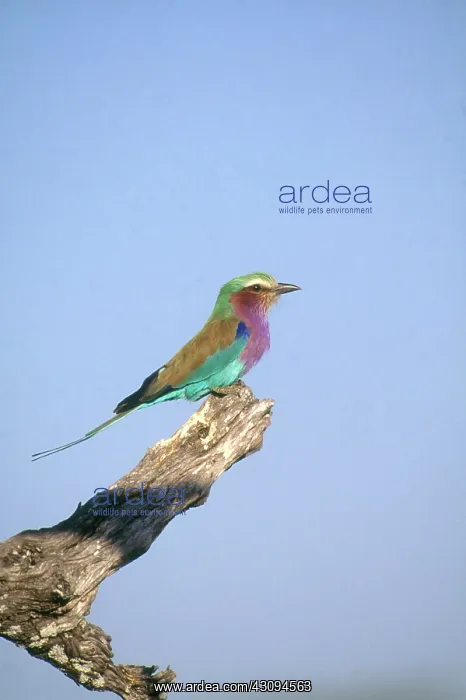 : Lilac-breasted Roller : Lilac-breasted Roller