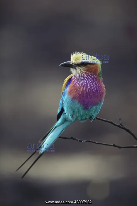  : Lilac-Breasted Roller