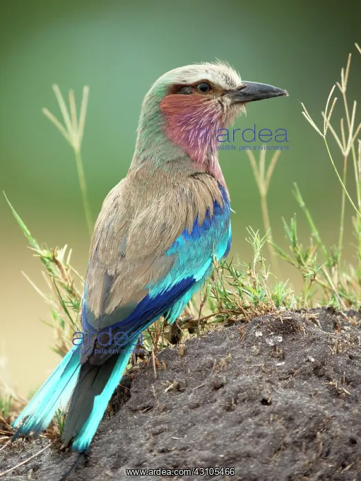 : Lilac-breasted Roller : Lilac-breasted Roller
