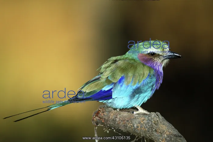 : Lilac-Breasted Roller : Lilac-Breasted Roller