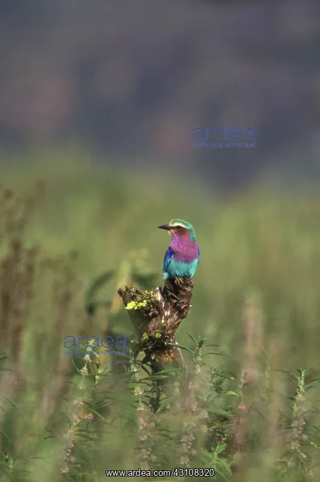 : Lilac-breasted Roller : Lilac-breasted Roller