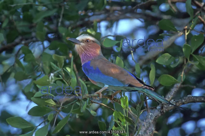 : Lilac-breasted Roller : Lilac-breasted Roller