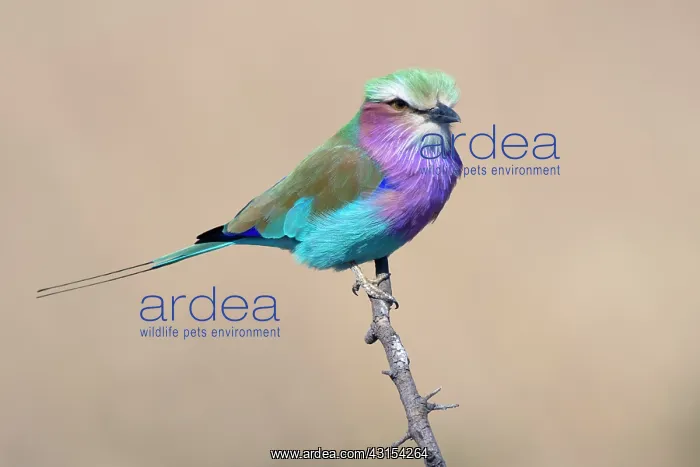  : Lilac-breasted Roller
